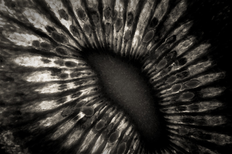 The Kiwi