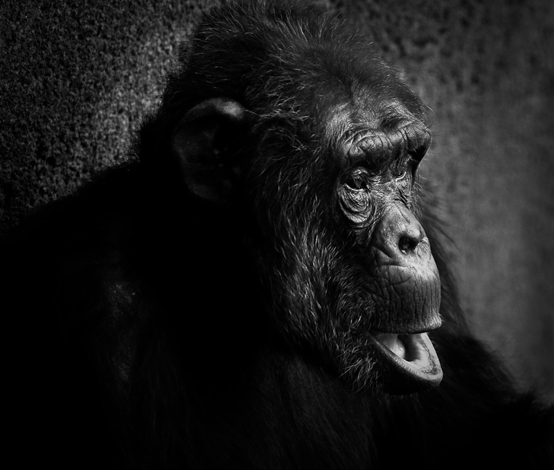 Did you just say banana?