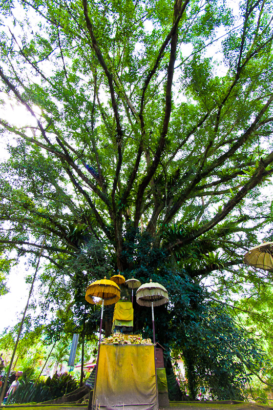 Altar and tree