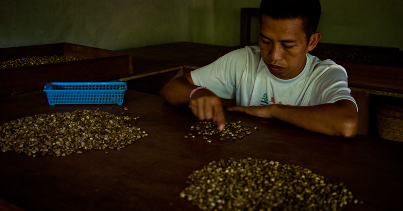 Separating coffee bean (male from female)