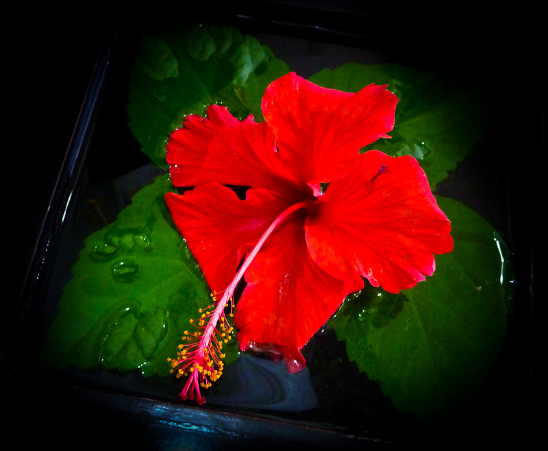 Floating beauty
