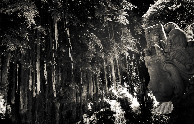 Banyan tree roots & stone carving, Bali