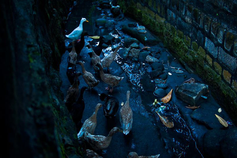 The White Duck, Tanah Lot Temple, Bali