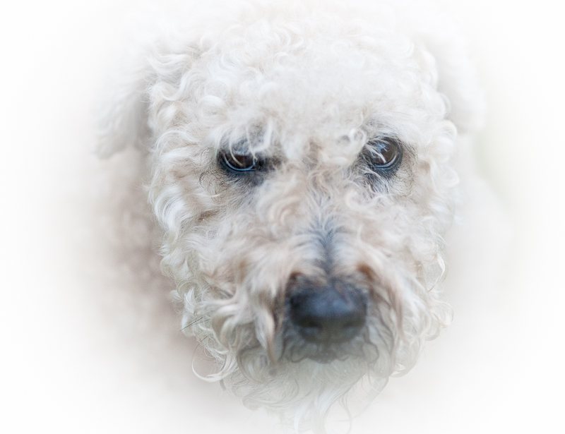 Portrait of Misty - thinking