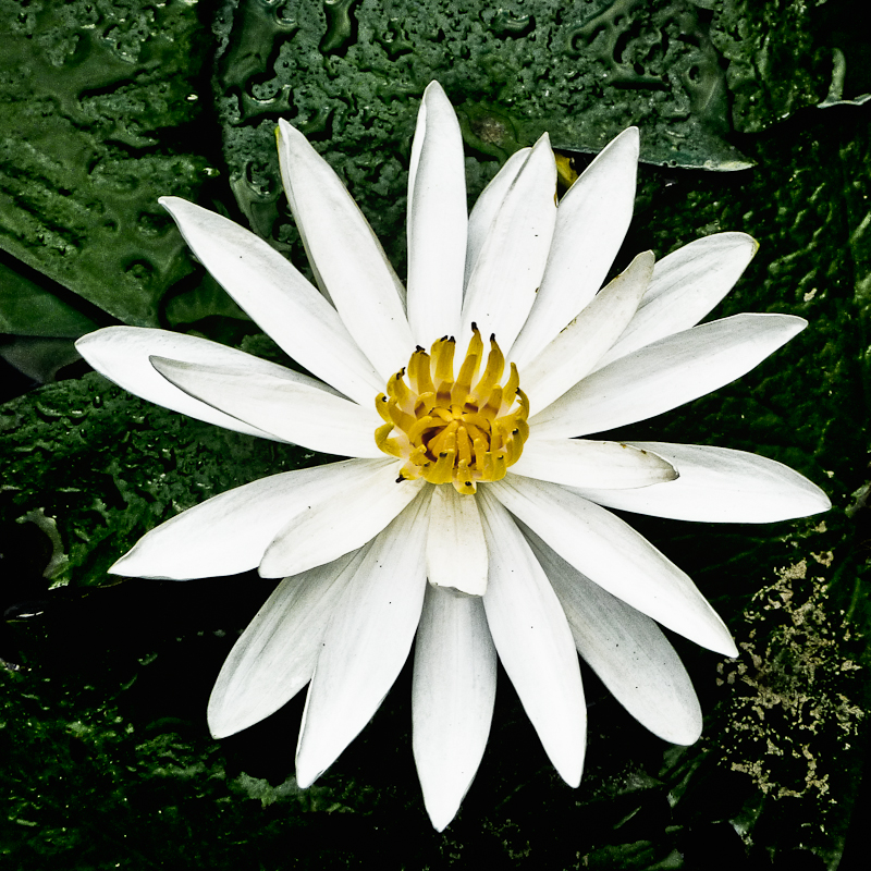 Water Lily, Patra Bali Resort, Bali