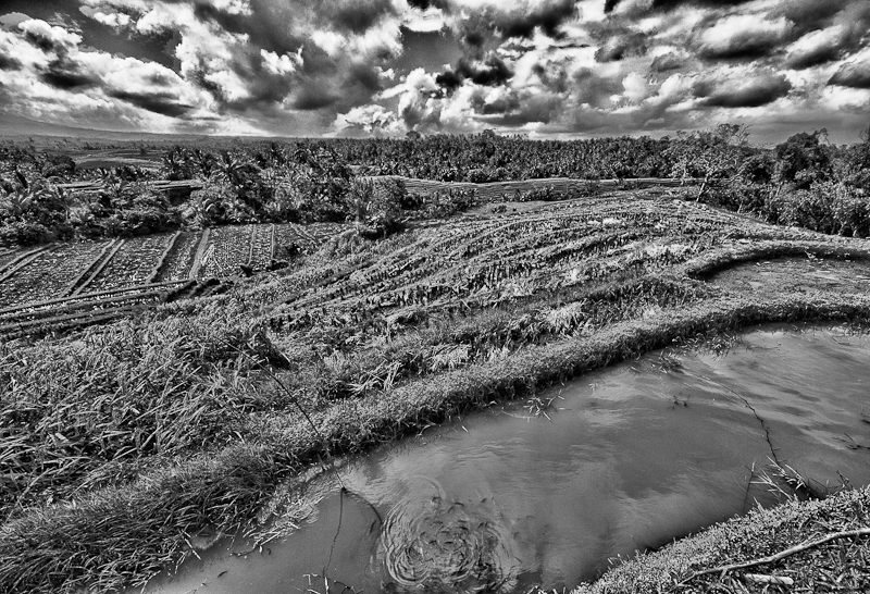 Fish pond and rice terrace, Bali