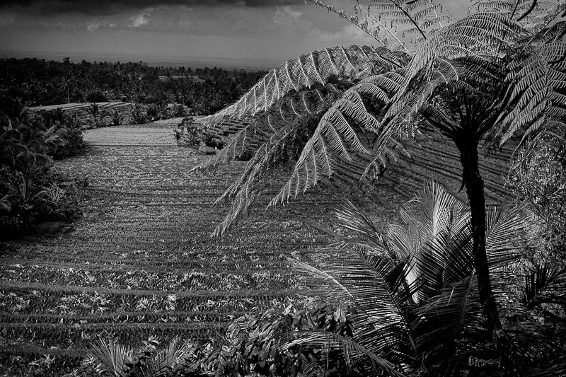 Tree and rice terrace, Bali