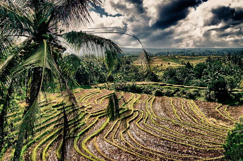 coconut tree and rice terrace, Bali