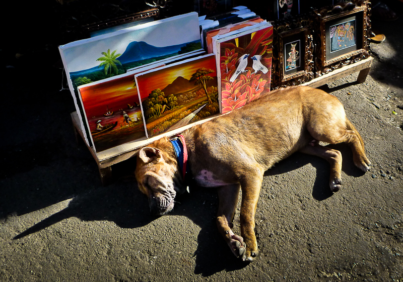 Market dog, Ubud, Bali