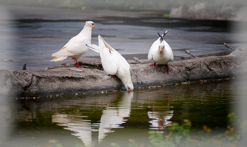 Pardon me.  Is the water any good?
