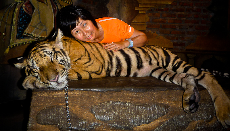 Gentle tiger