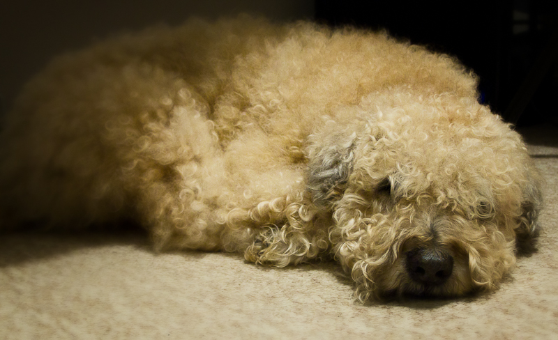 Am I a fur ball?
