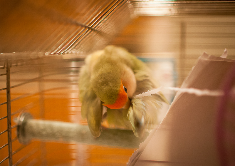 Paper shredding Love Bird