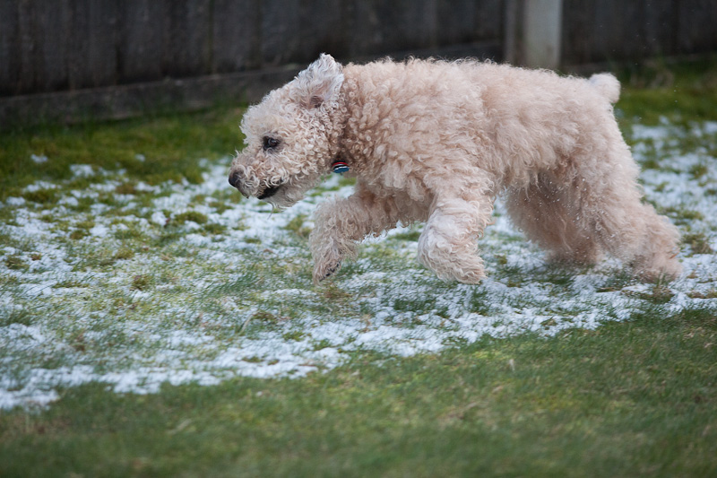 Leaping Misty