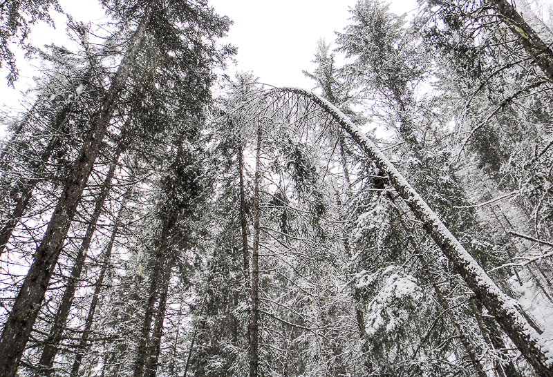 Snow scene trees