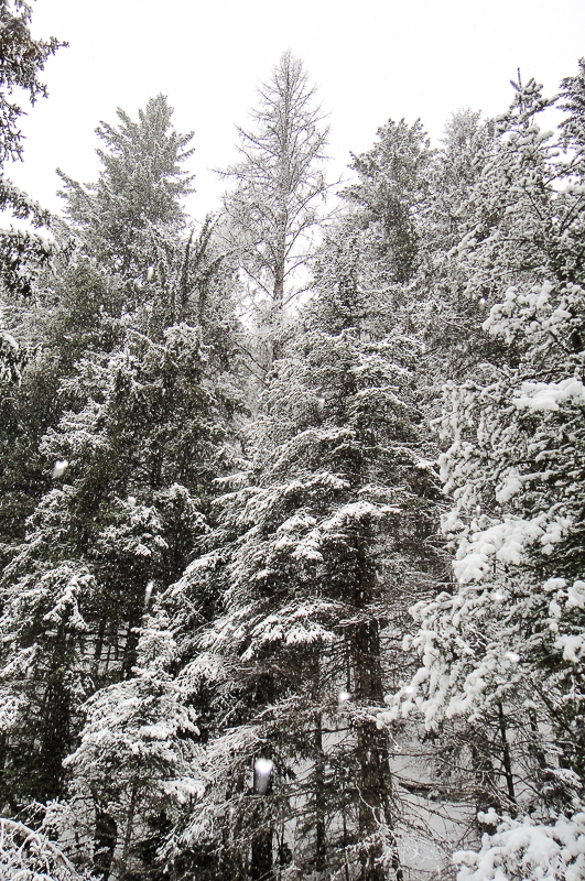 The tallest tree