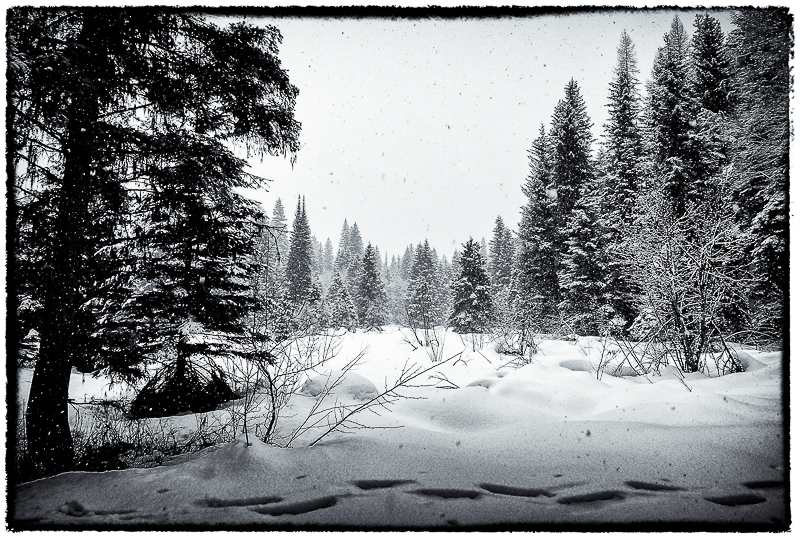 My snowshoe tracks