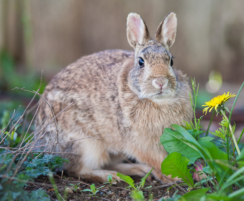 Rabbit and dandelion