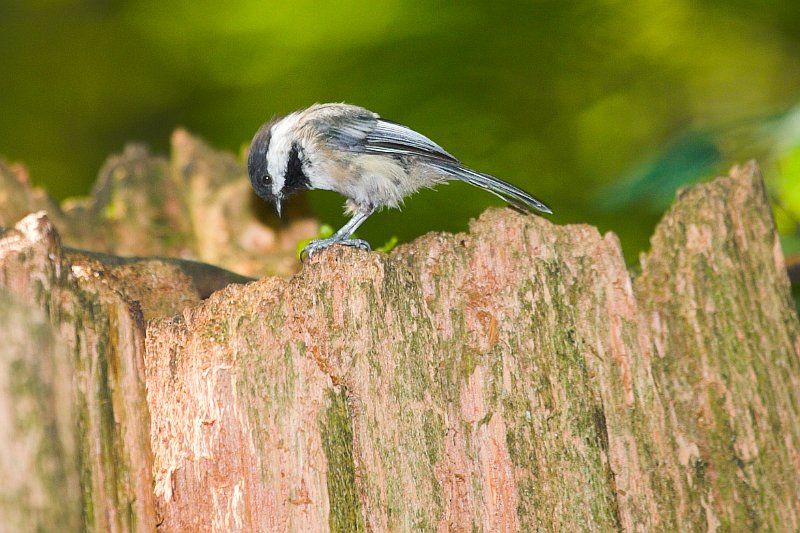 Looking for Worms