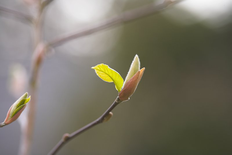 Budding Magnolia