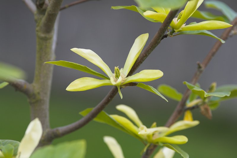 Magnolia