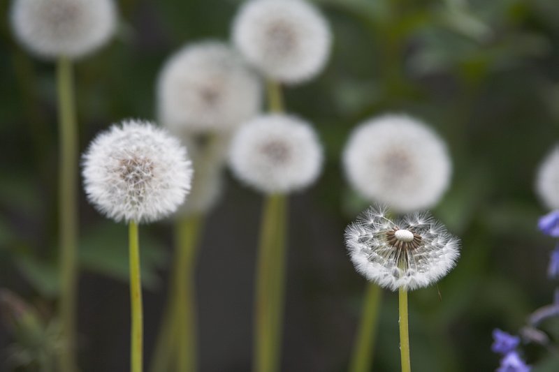 Dandelion