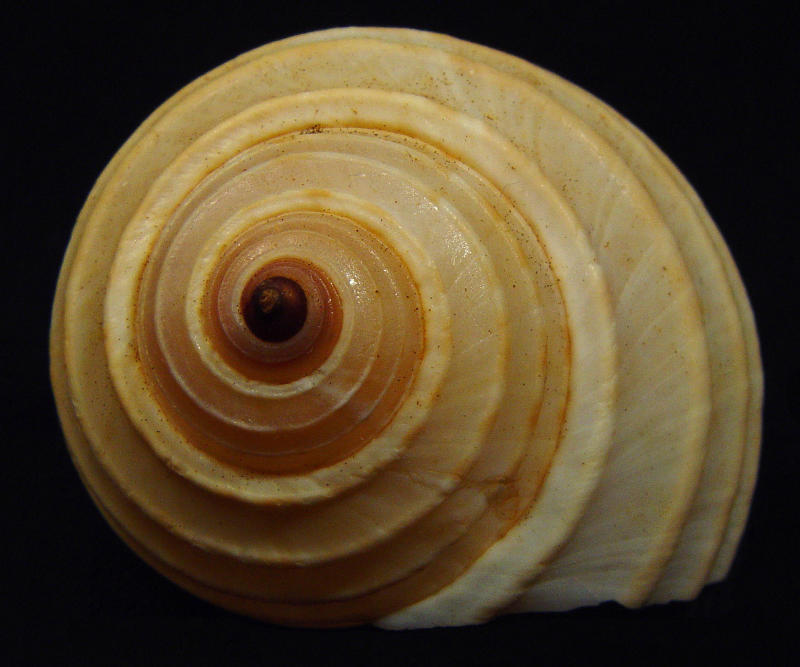 Banded Tun