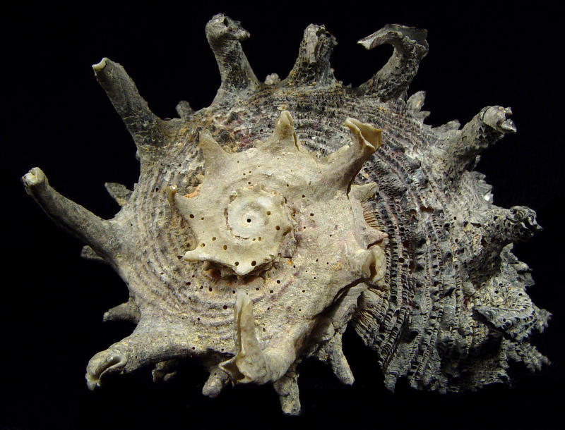 Dolphin Shell
