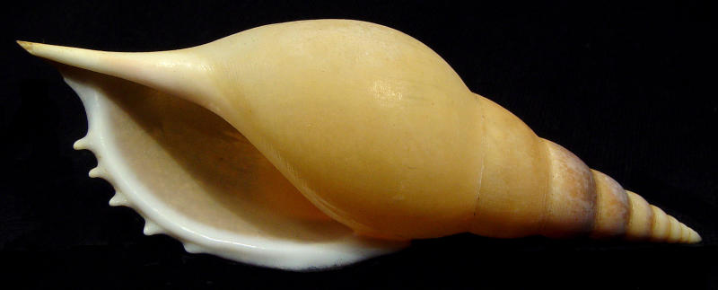 Martins Tibia