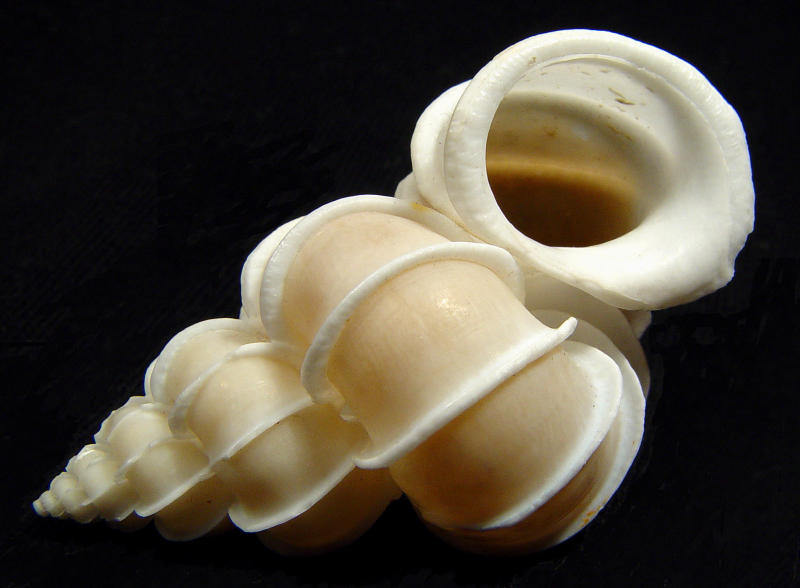 Precious Wentletrap