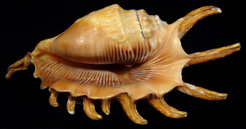 Scorpion Stromb
