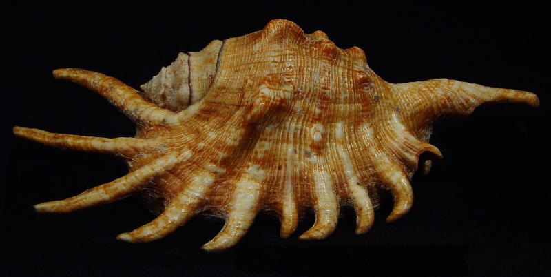 Scorpion Stromb