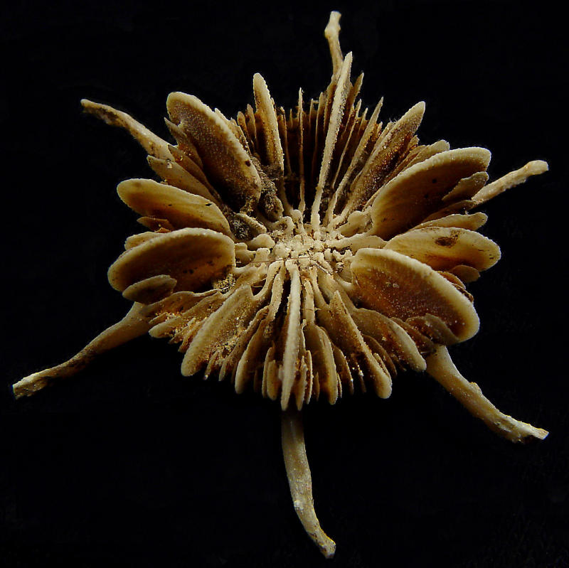Sea Shell