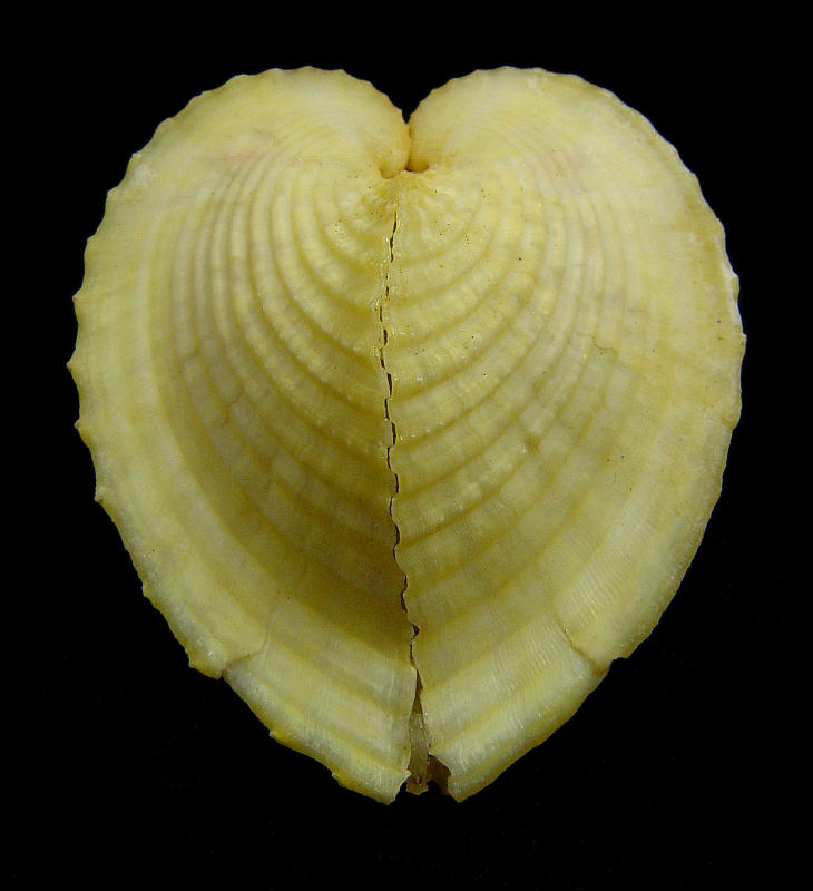 Sea Shell
