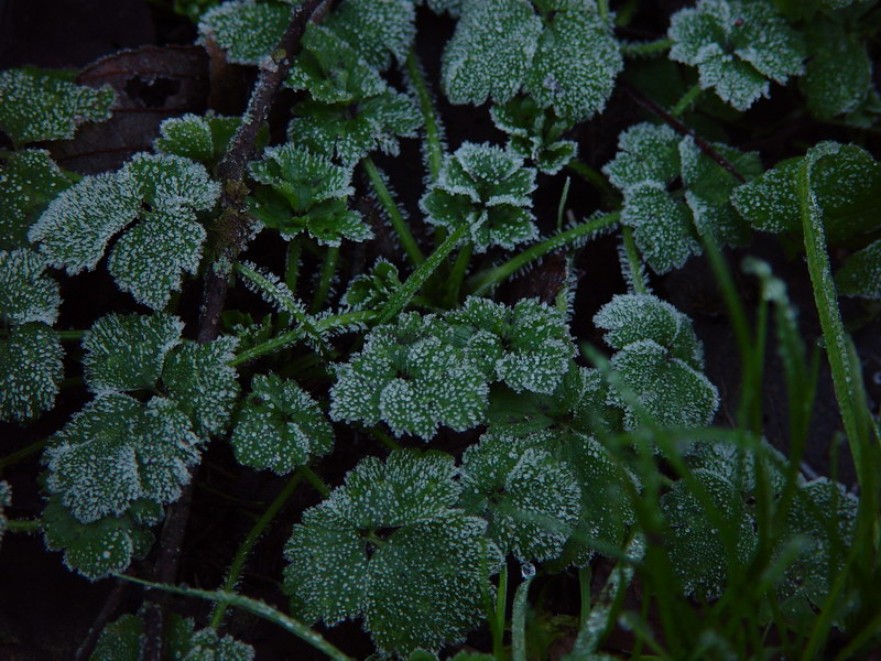 Cold Green