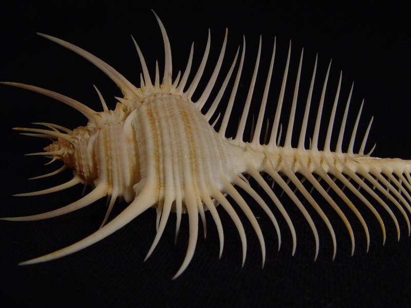 Venus Comb