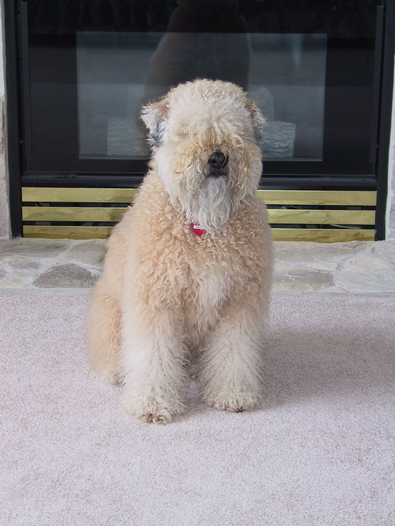 Misty at the Fireplace