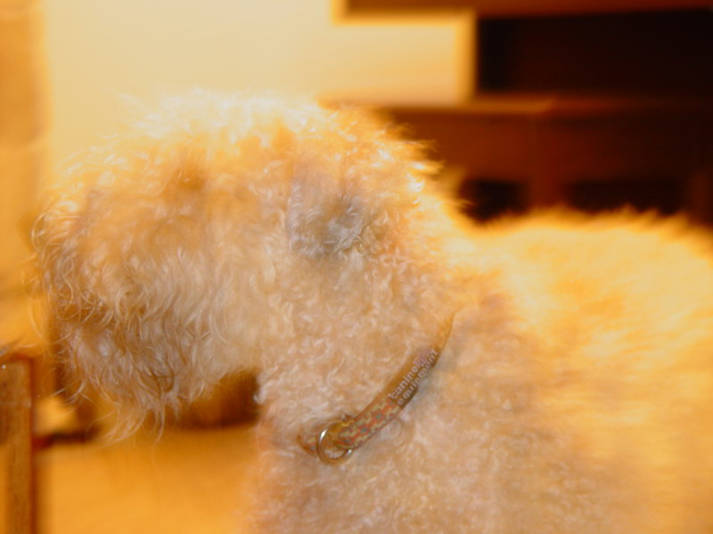 Golden Misty