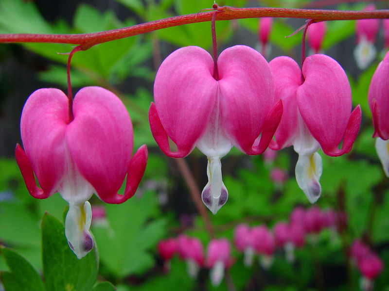 Bleeding Heart