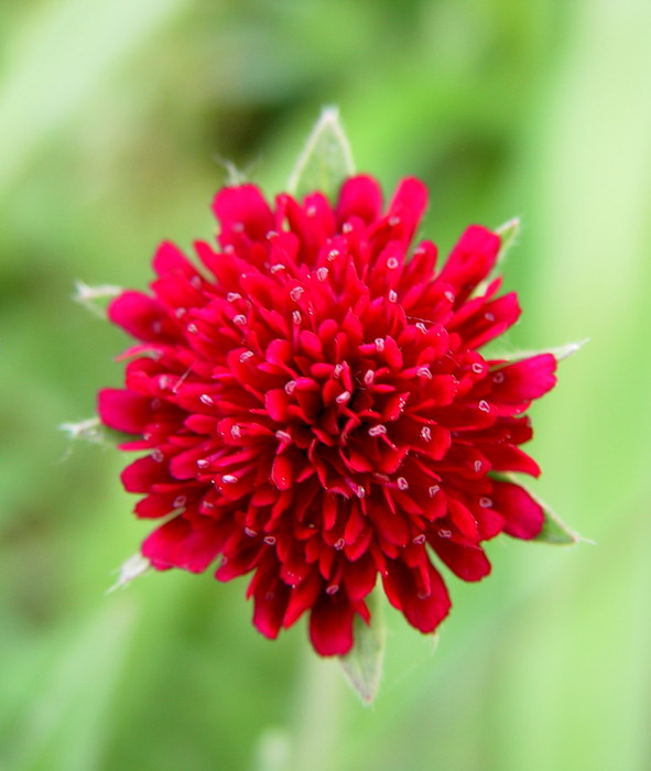 Red and Green