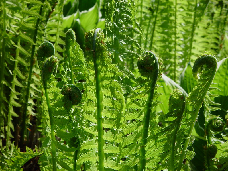 Fern