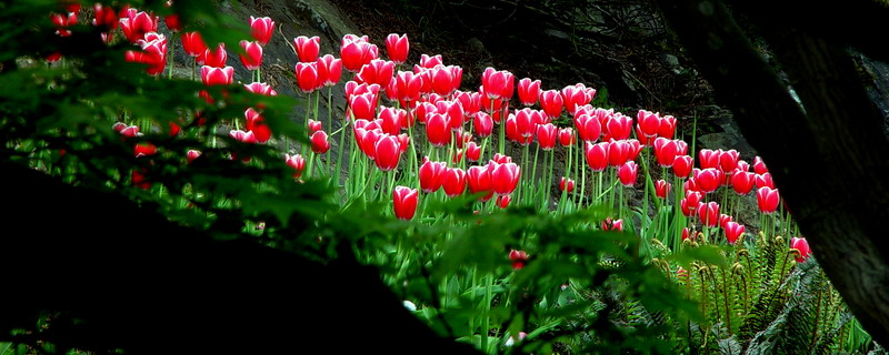 Tulip