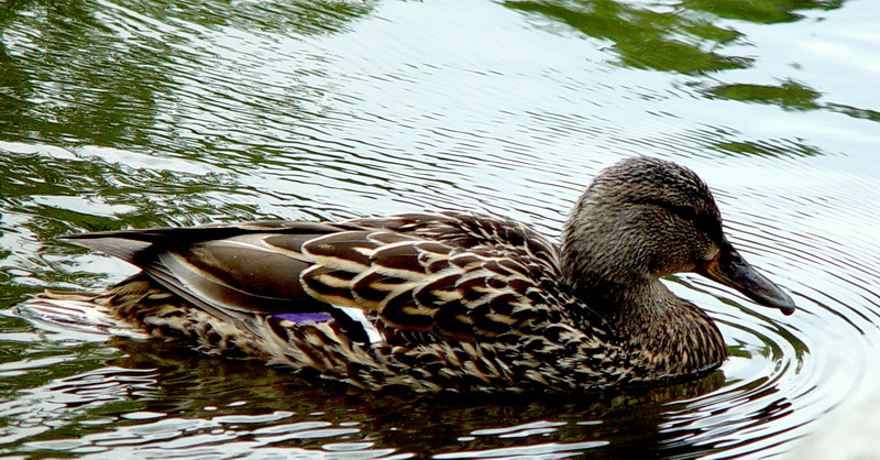 I am a Hen (female Mallard Duck)