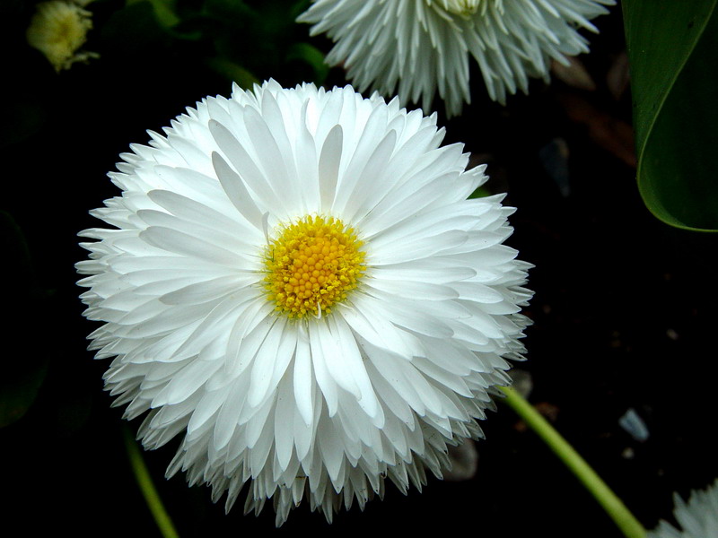 Daisy