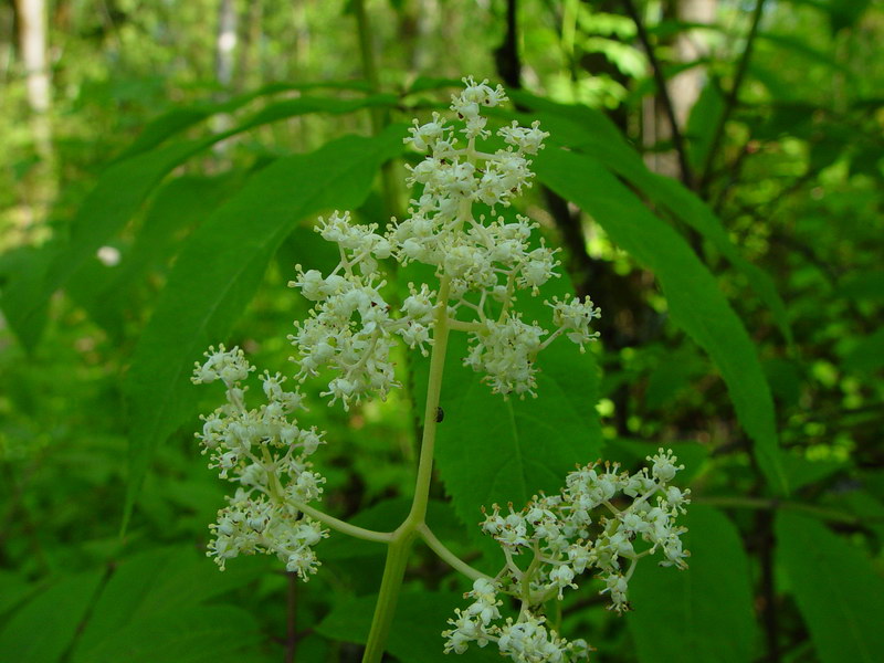 Little White