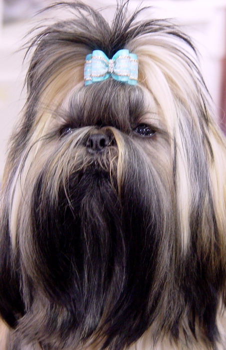 Shih Tsu