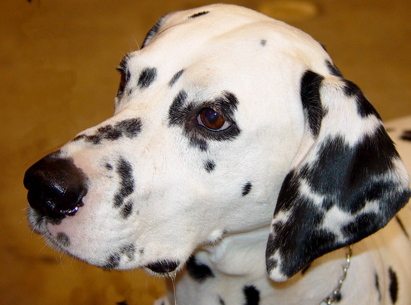 Dalmatian