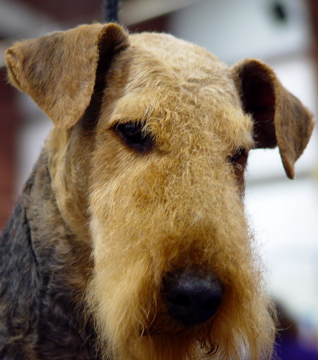 Welsh Terrier