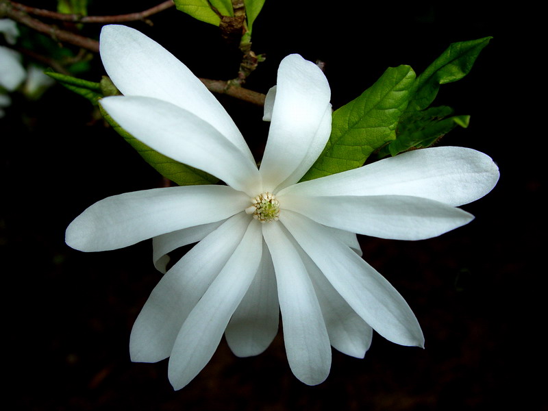 Just Simple Beauty