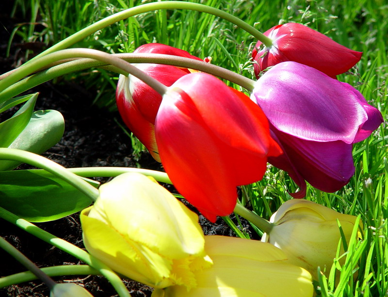 Spring Color